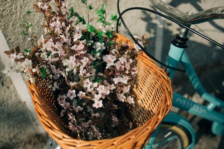 Flower bunch plant