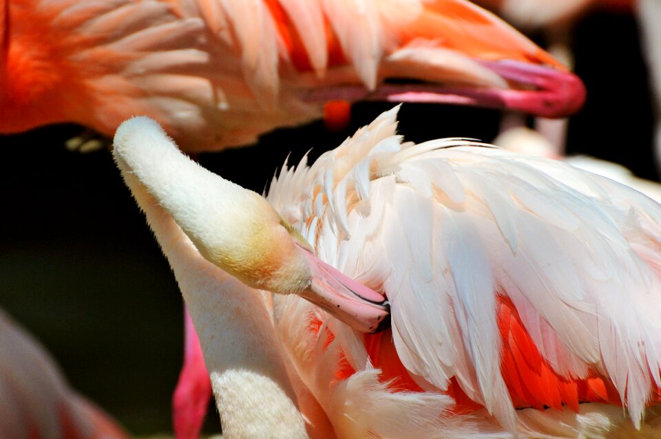 Bill plumage feather