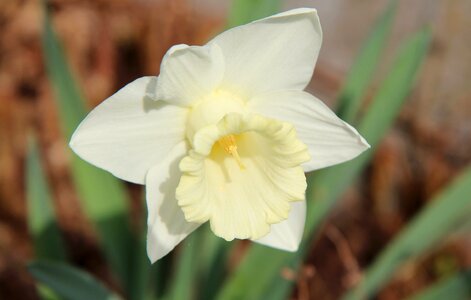 Spring white flower daffodil photo
