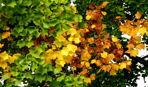 Leaves fall color emerge