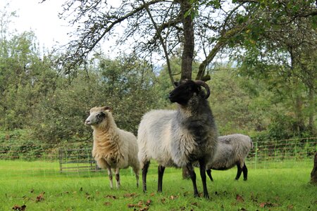 Horns wool meadow
