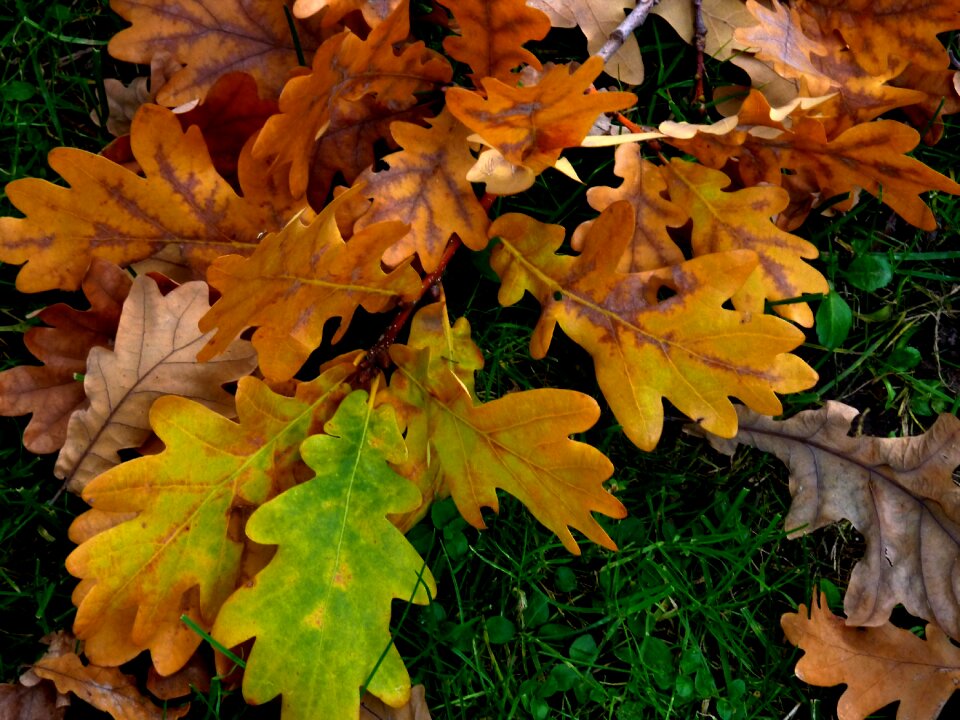 Leaves fall color emerge