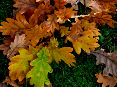 Leaves fall color emerge photo