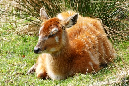 Animal wildlife nature