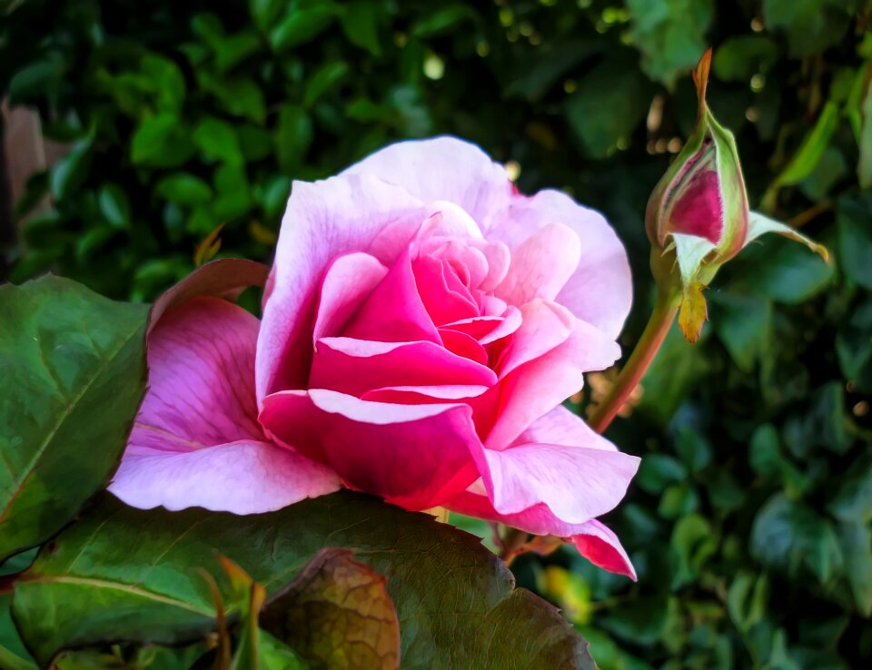 Pink flora nature photo