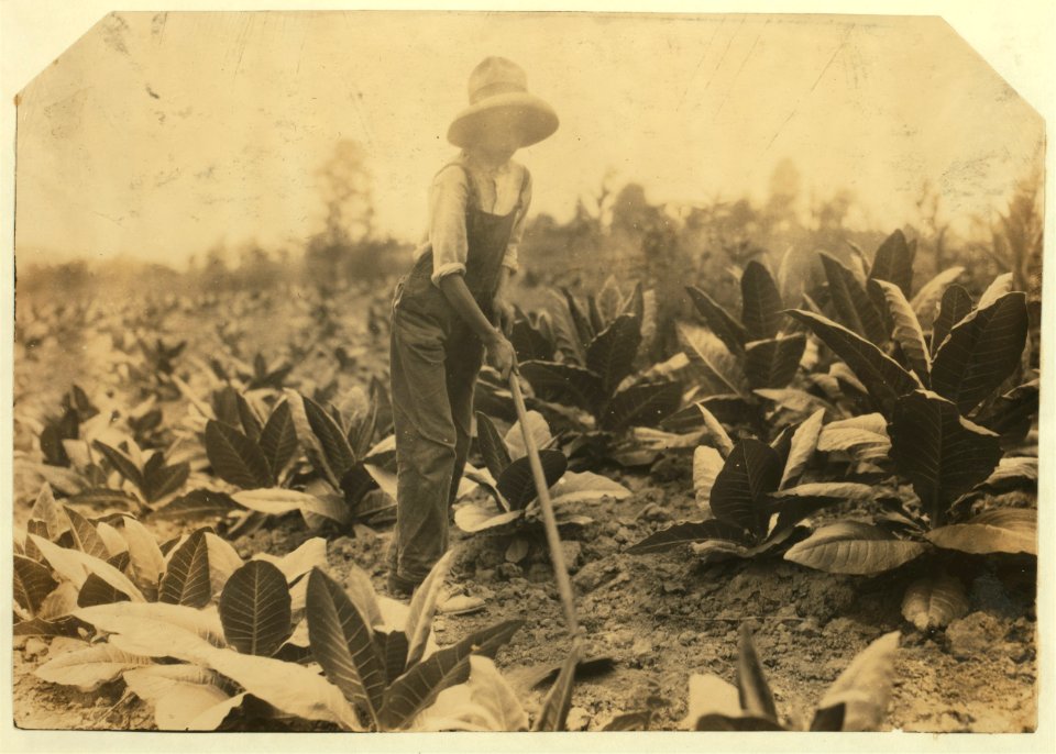 George Barbee, 13 years old hoeing. Lives near Bell School. LOC nclc.00552
