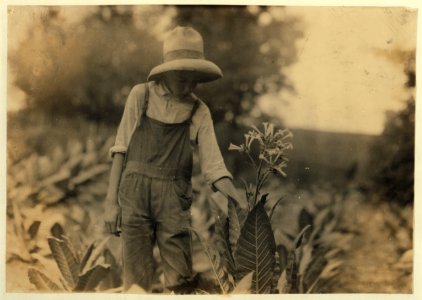 George Barbee, 13 years old topping. Lives near Bell School. LOC nclc.00554
