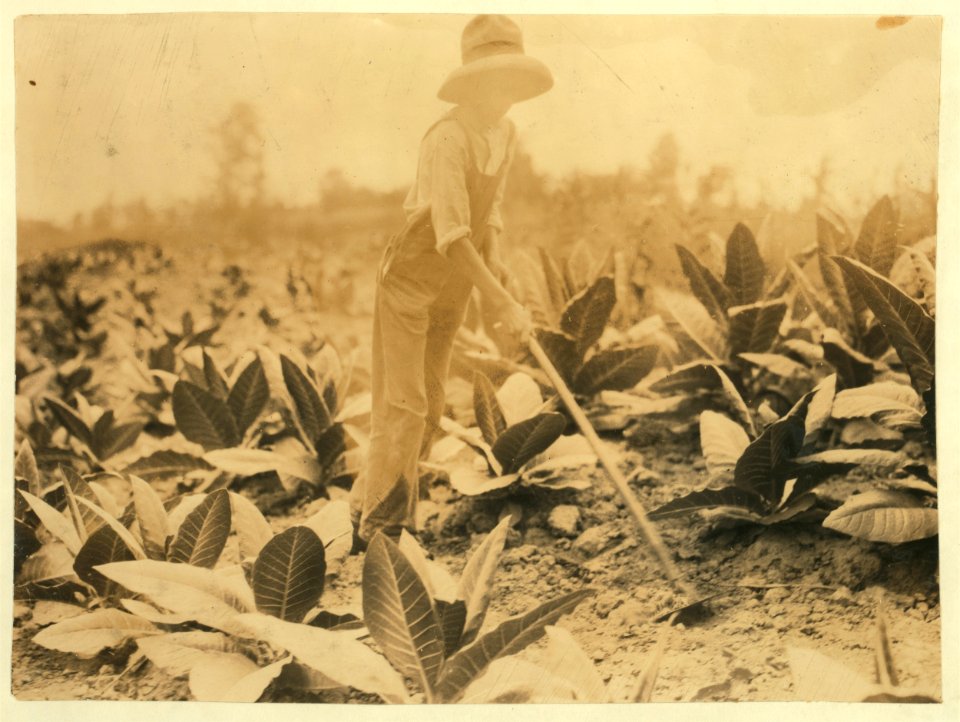 George Barbee, 13 years old hoeing. Lives near Bell School. LOC nclc.00553