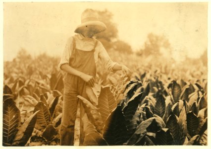 George Barbee, 13 years old worming. Lives near Bell School. LOC nclc.00555