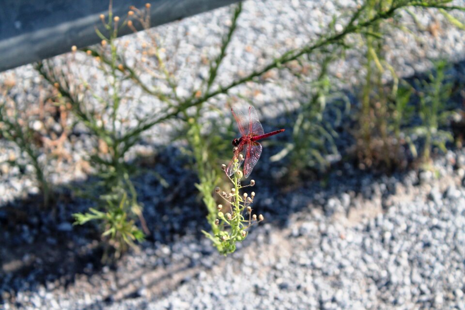 Forest grasshopper ladybug