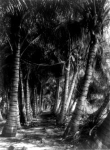 George Barker, Coconut palms, Florida cph.3b43372