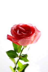 Emotion roses beauty