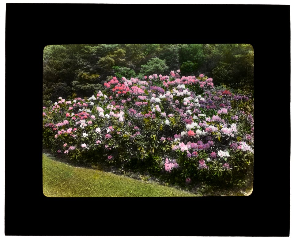 George Fisher Baker house, Tuxedo Park, New York. Rhododendron LCCN2008676040