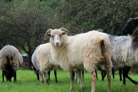 Wool meadow animal