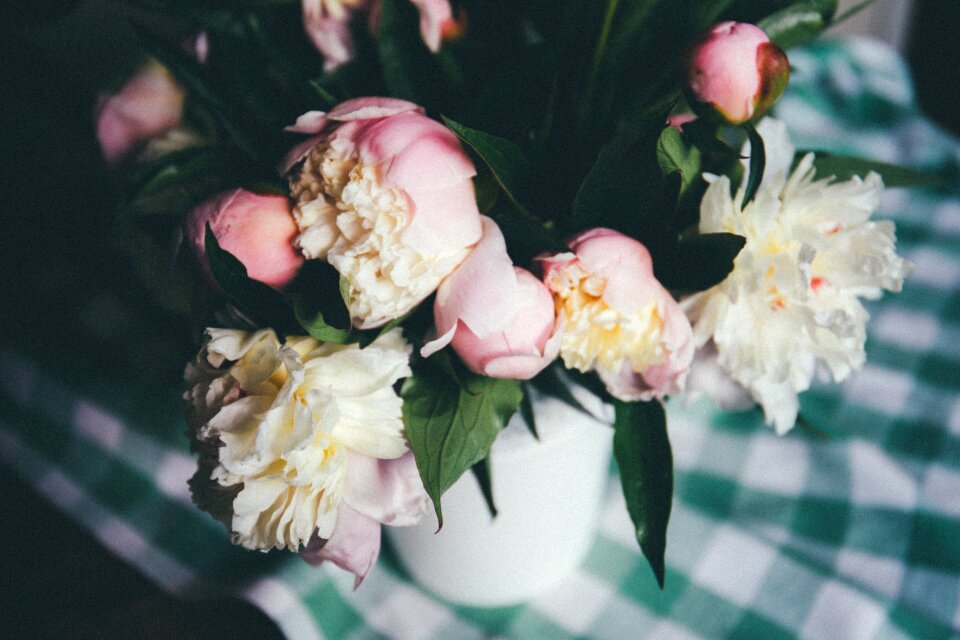 Roses flower plant