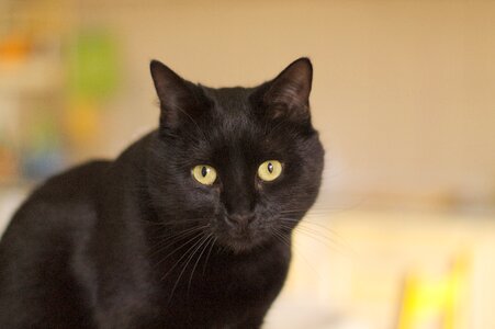 Pet portrait black