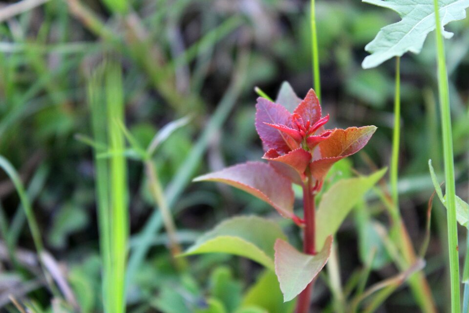 Growth natural red