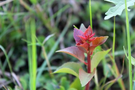 Growth natural red