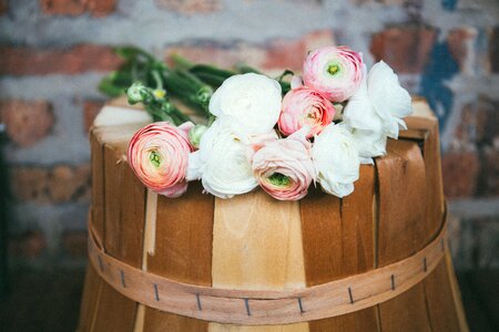 Roses flower plant