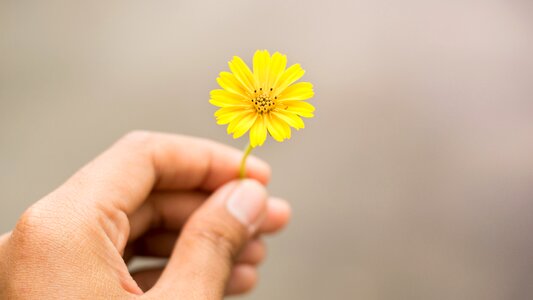 Yellow flowers flowers hand holding flowers