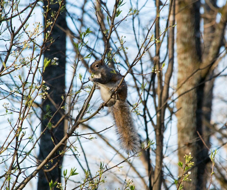 Wildlife animal squirrel photo