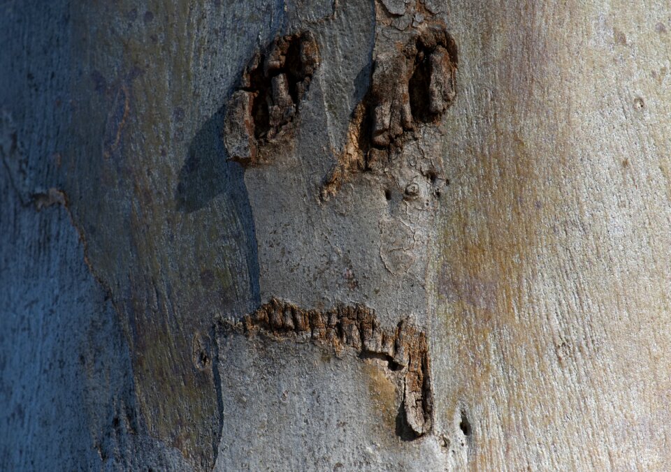 Portrait nature funny