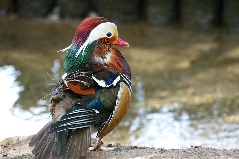 Nature wild wildlife