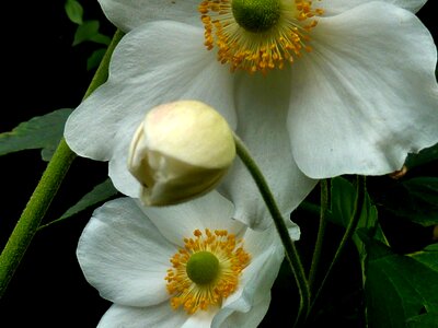 White blossom white flower photo