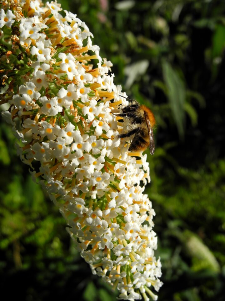Forage macro nature