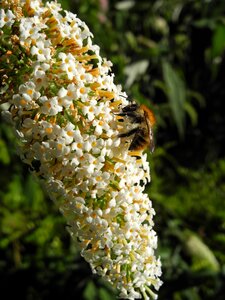 Forage macro nature