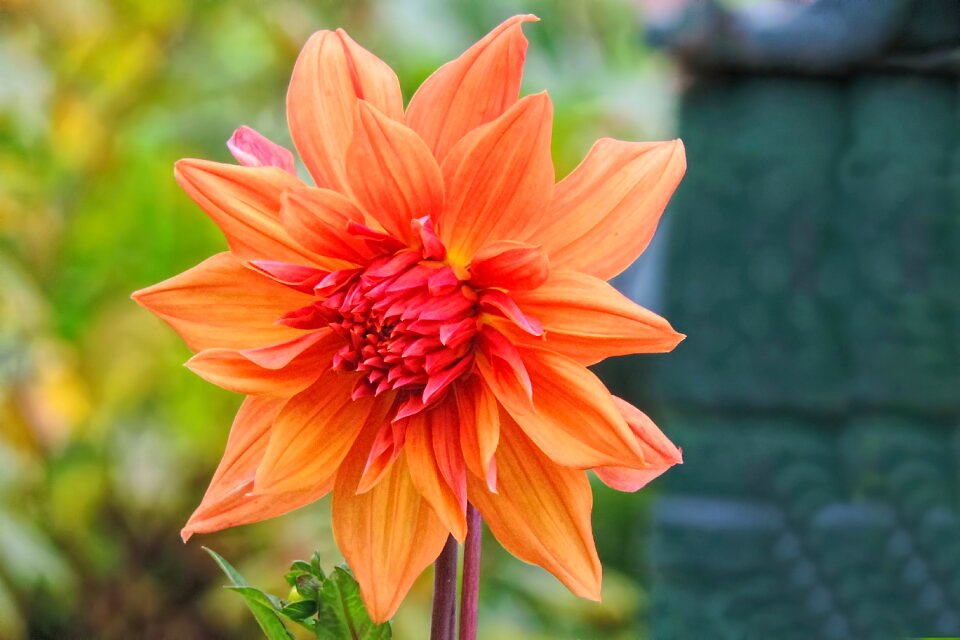 Nature flower plant