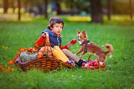Small dog each animal