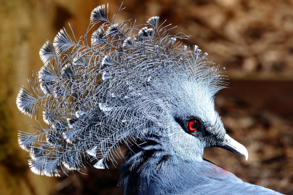 Wildlife nature pigeon