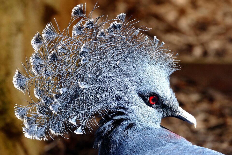 Wildlife nature pigeon photo