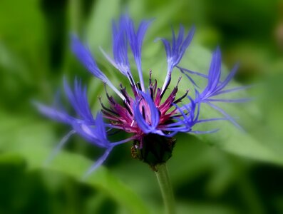 Plant blue nature