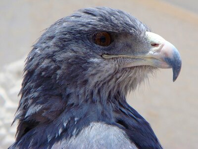 Bird bird's head peninsula animal photo