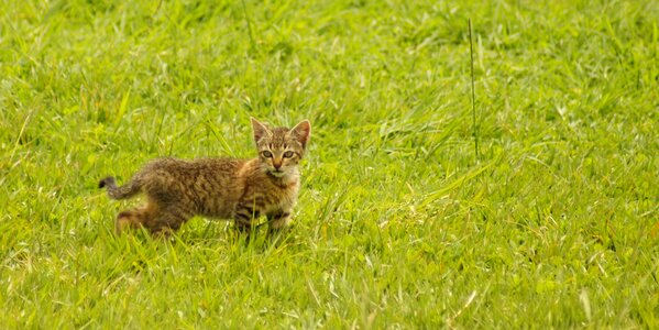 Cat domestic fauna