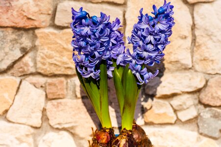 Stone wall flowers spring flower