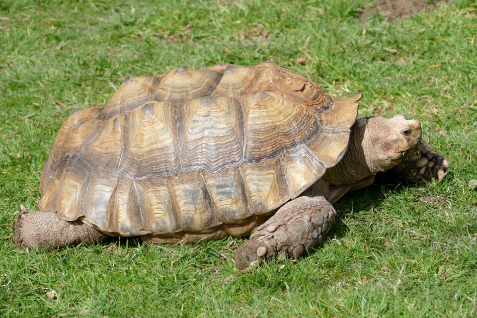 Nature animal wildlife
