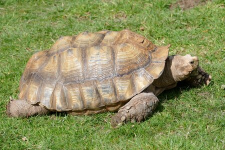 Nature animal wildlife