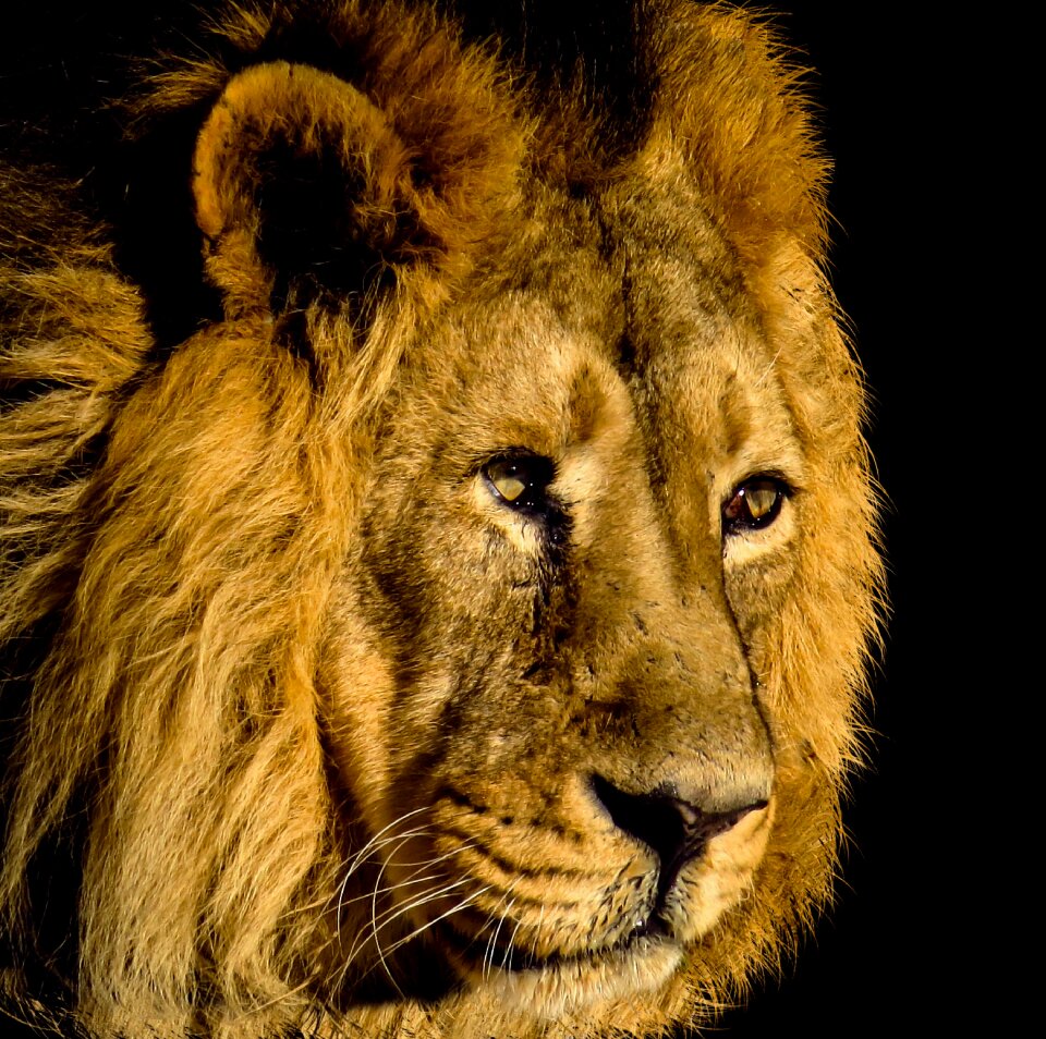 Animal world portrait animal