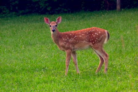 Animal nature cute