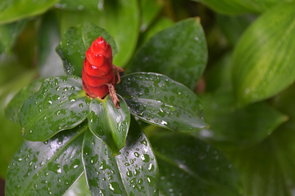 Red flowers nature bright