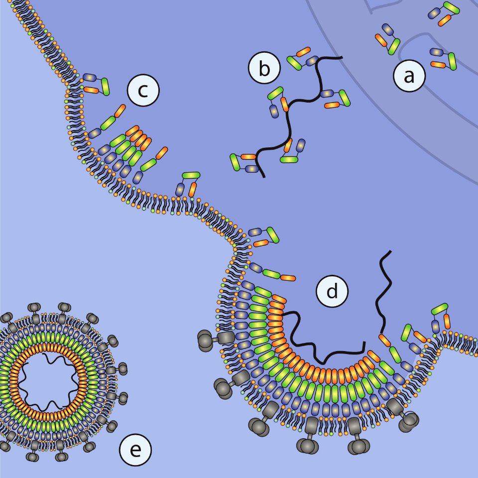Gag Molecules (5888007689)