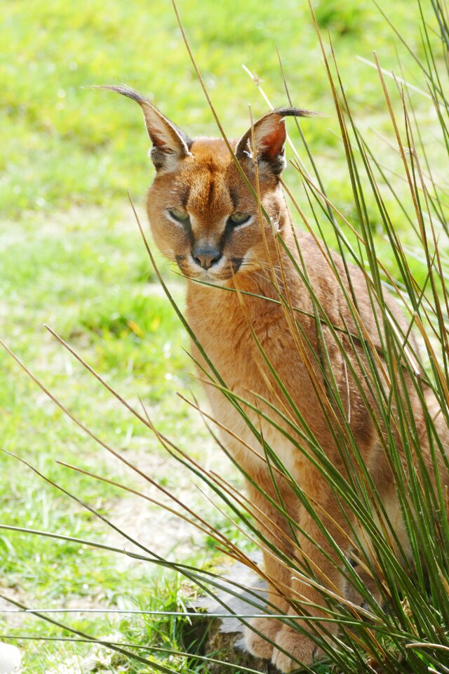 Wildlife animal mammal