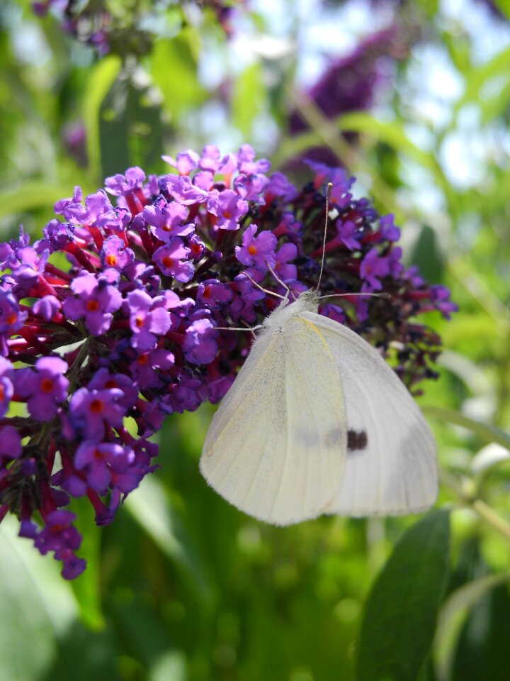 Lilac purple macro nature