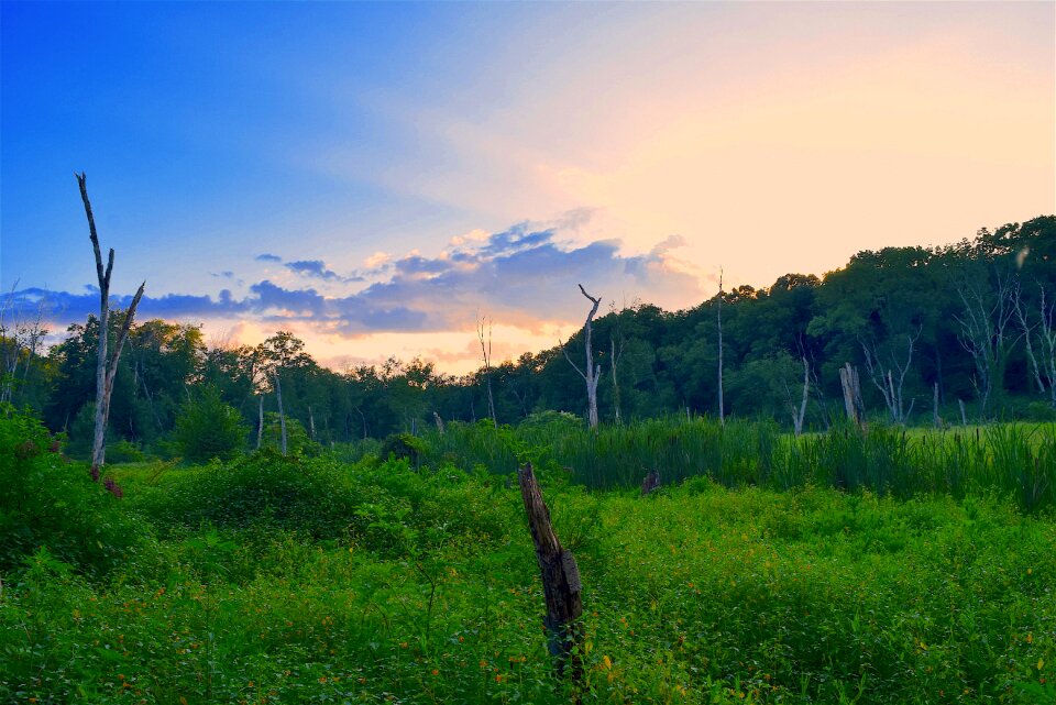 Summer nature landscape
