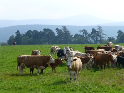 Cow farm farming photo