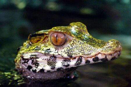 Alligator wild water