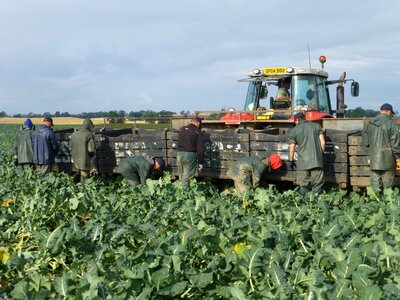 Food fresh vegetable
